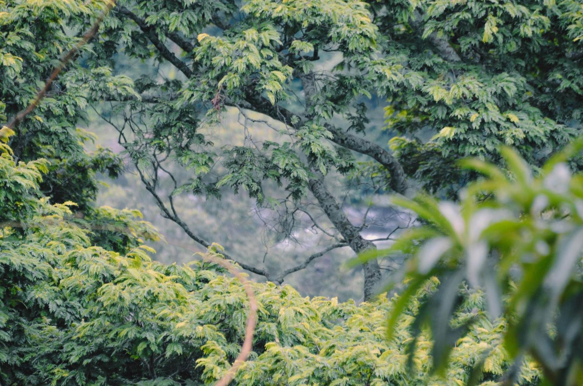 Kaliwa Lodge Moshi Buitenkant foto