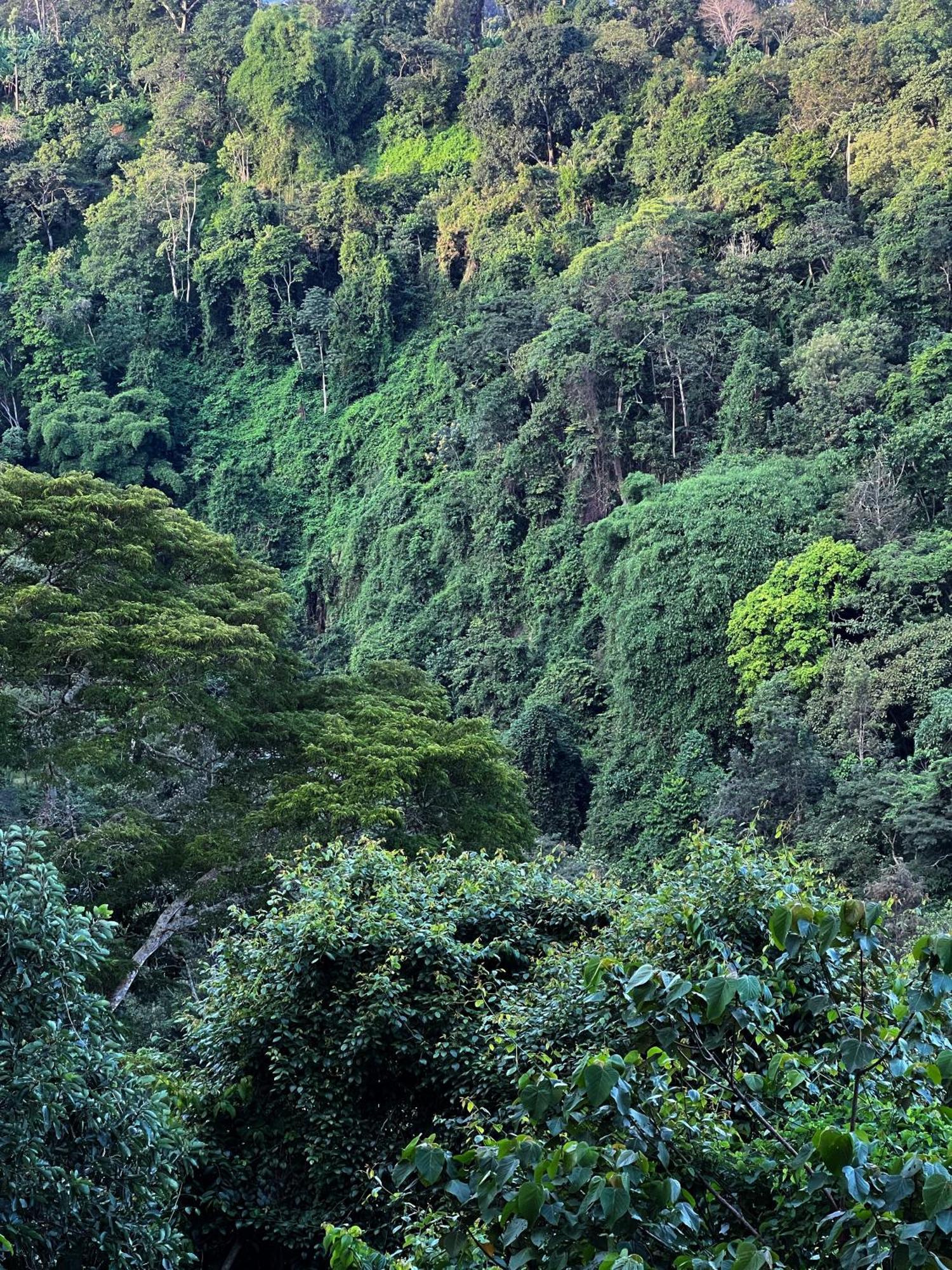 Kaliwa Lodge Moshi Buitenkant foto